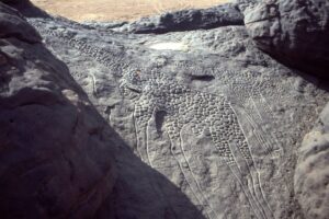 petroglyfy dabouske zirafy
